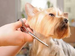 cachorrinho sendo tratado bem cortando pelinho
