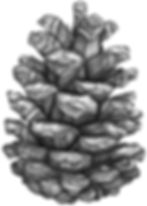Pine cone