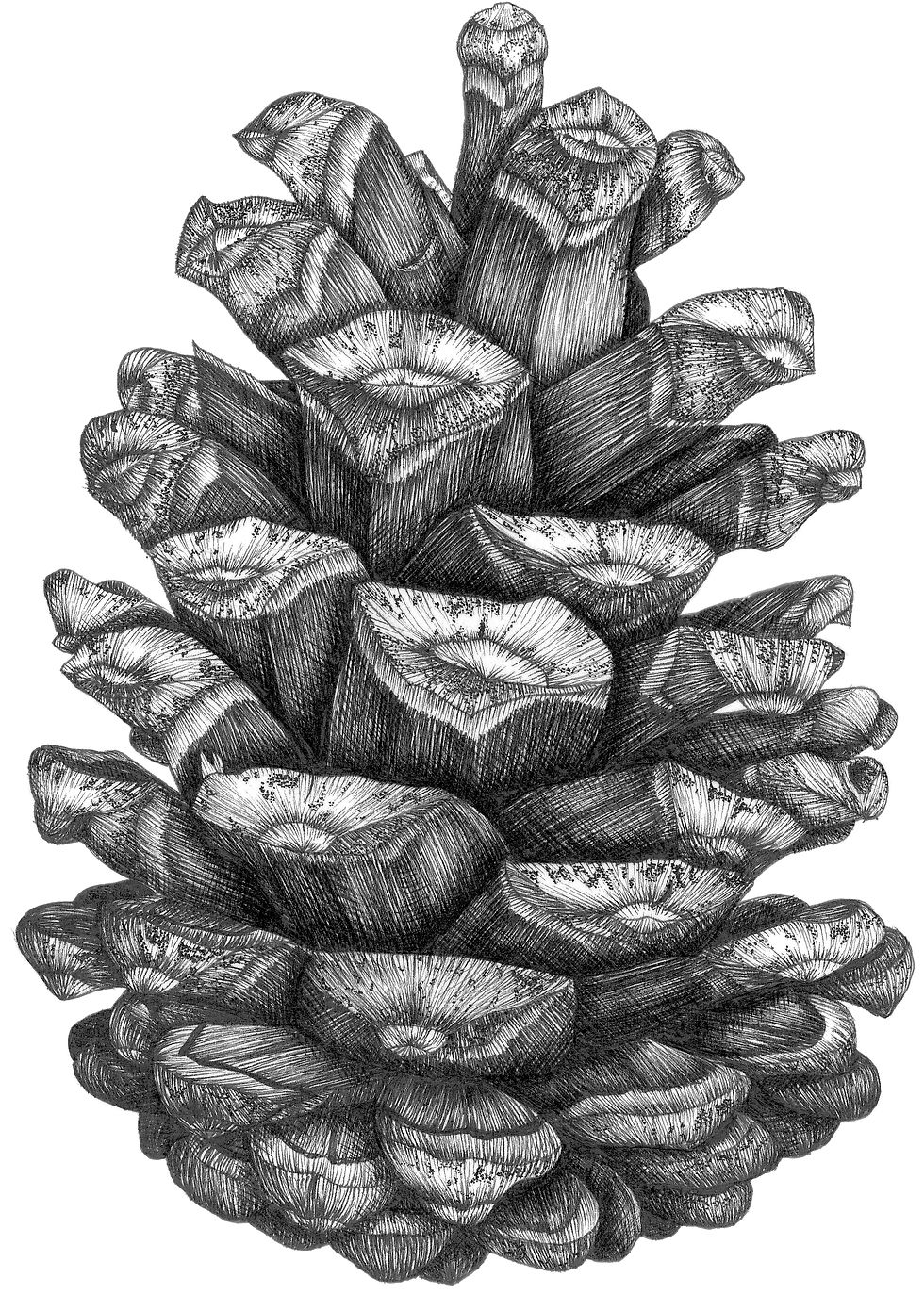 Pine cone