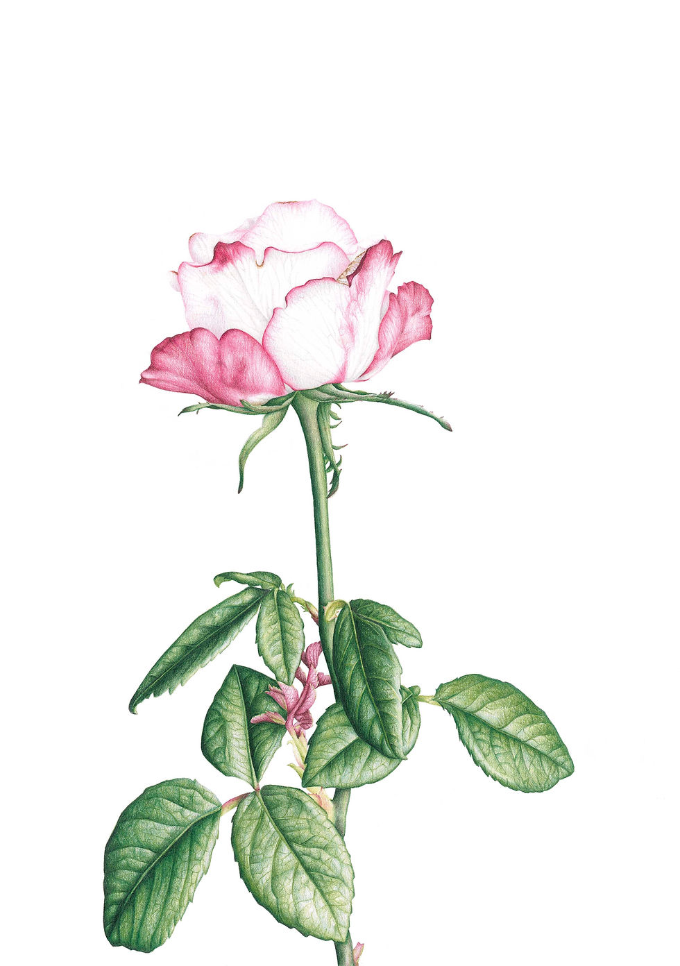 Pink & White Rose