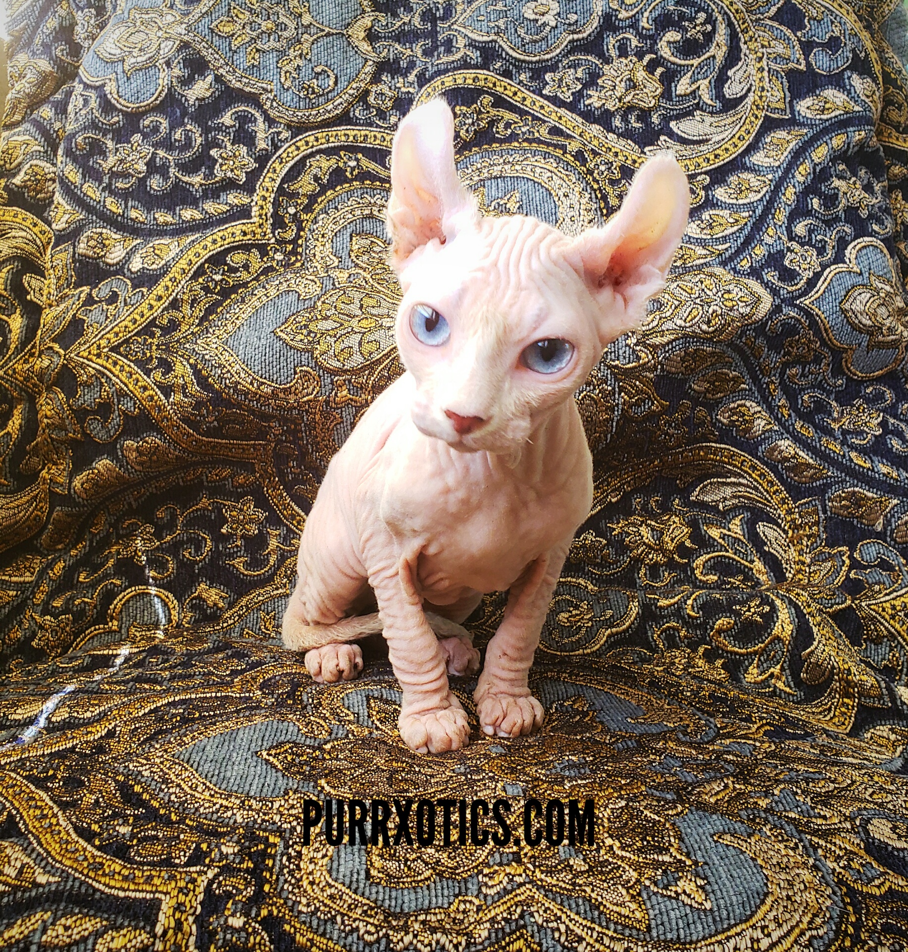 Petersburg Sphynx: photo, character, description of the breed and reviews Petersburg Sphynx: photo, character, description of the breed and reviews