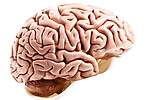 cerebro.png
