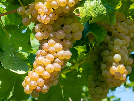 The Golden Glow of Erbaluce