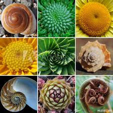 The Fibonacci sequence in Nature