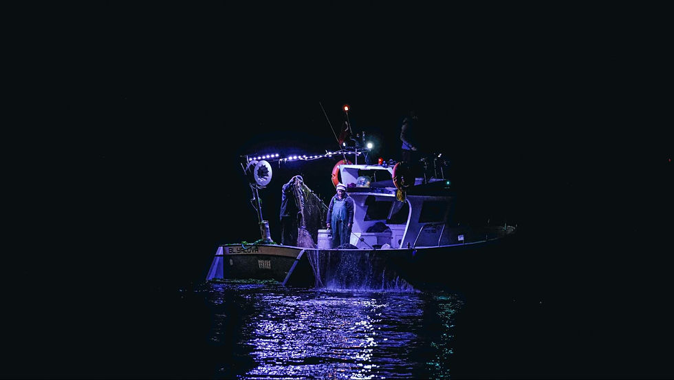 koh-samui-night-squid