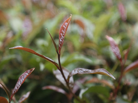Exploring the Wonders of Kenyan Purple Tea