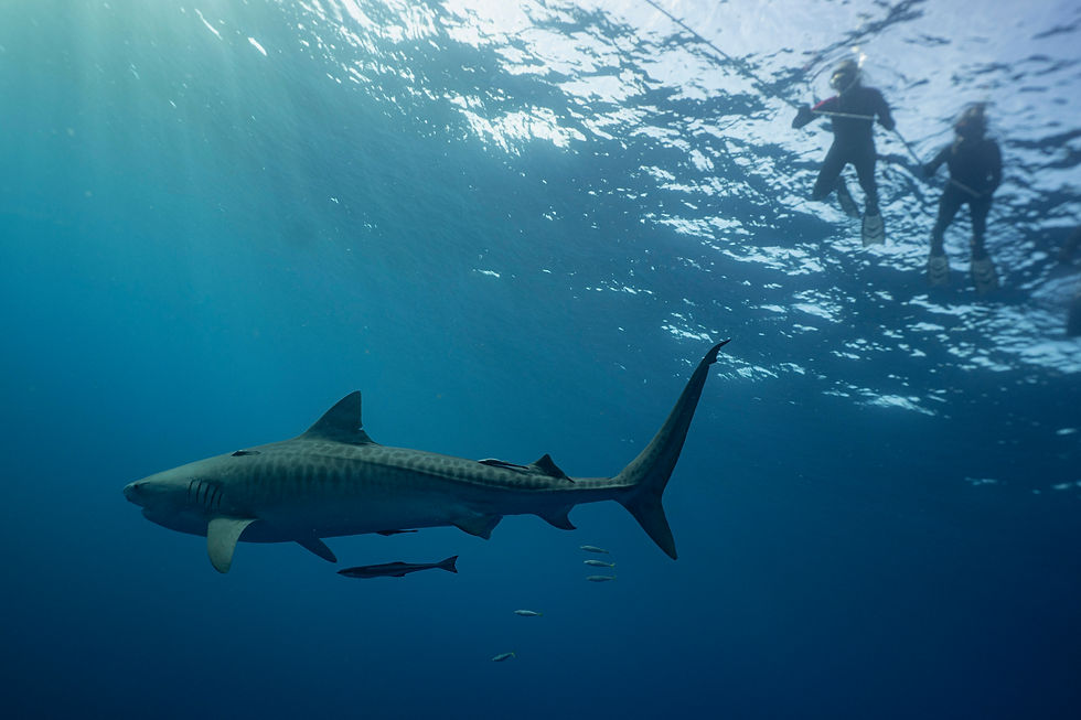 Tiger Shark with Snorkelers by Xela Expeditions