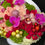 Thumbnail: Christmas colorful flowers