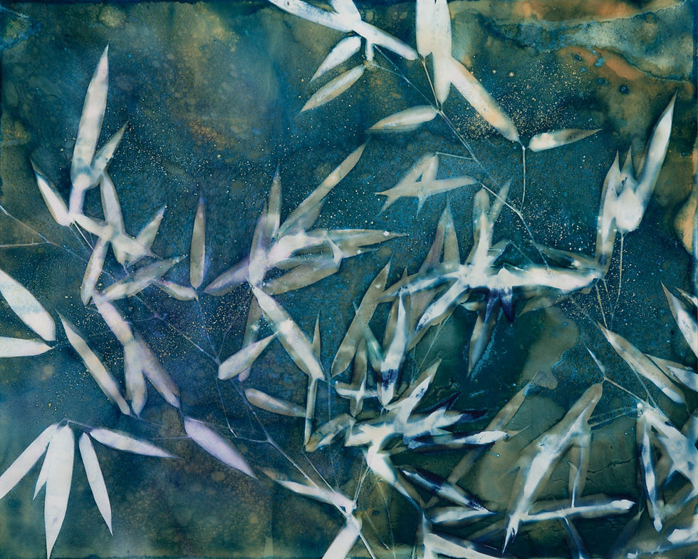 Bamboo Series: 5 August 2022