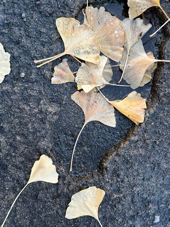 A photograph of fallen leaves resting on a rock.
