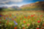 20210501195155castelluccio (1).jpg