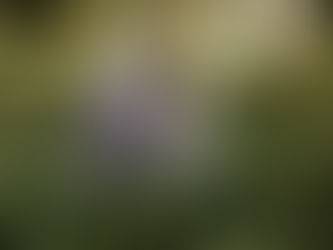 The Role of Self-Esteem Across the Lifespan: How Therapy Can Support Well-Being from Adolescence to Later Adulthood