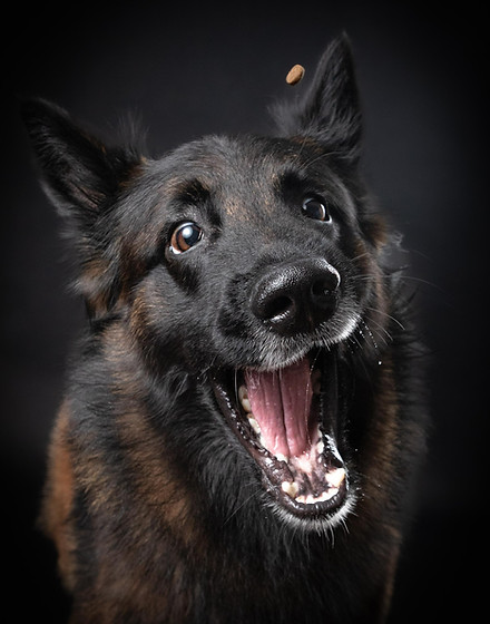 Hund, der nach einem Keks schnappt