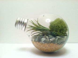 Succulent Sanctuaries: 8 Ways to Build Your Own DIY Terrarium
