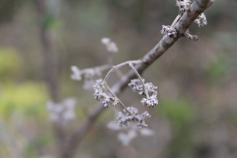 Beauty in what was living