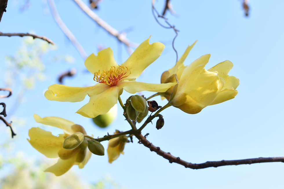 Flowering Kapok