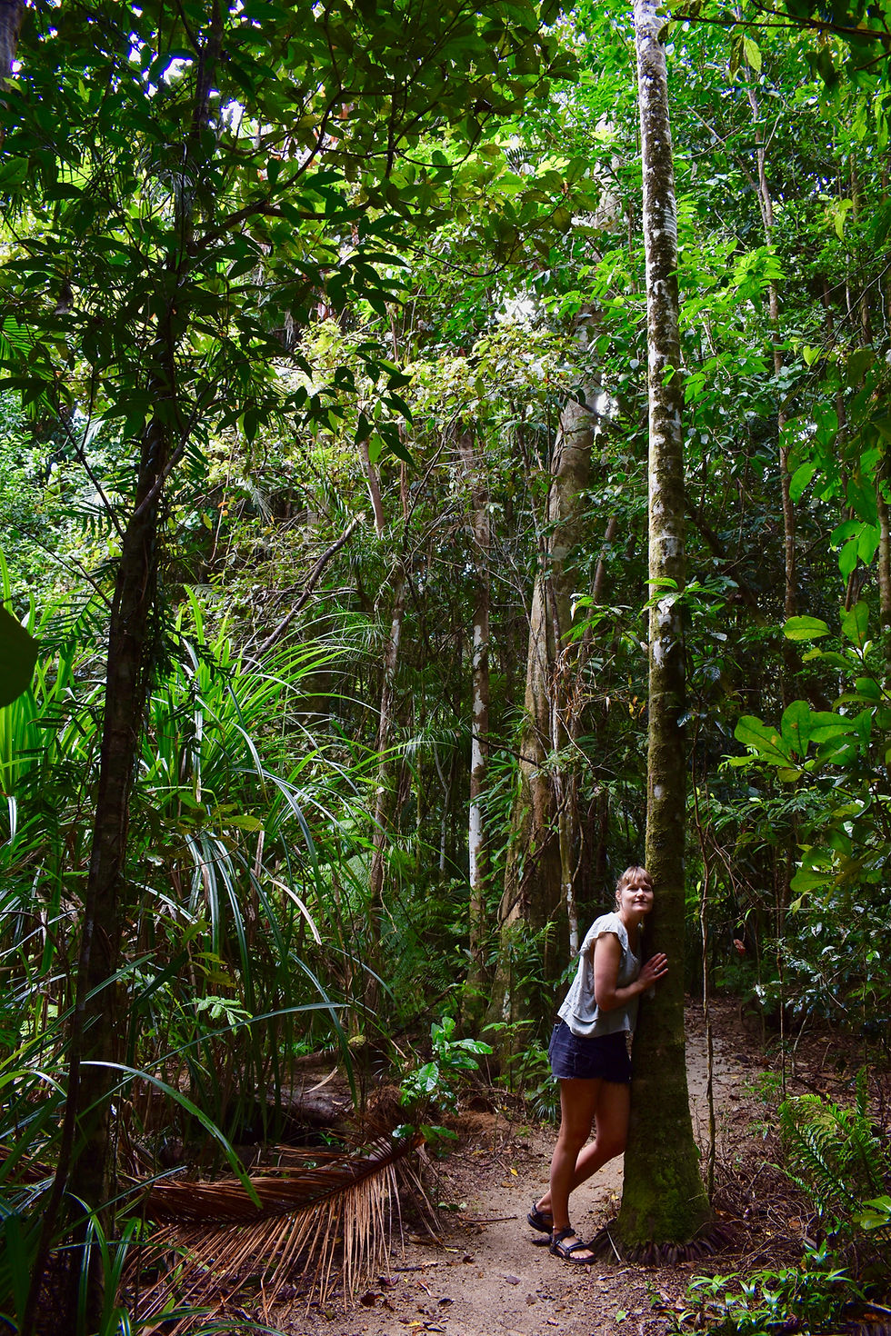 Laceys Creek Rainforest