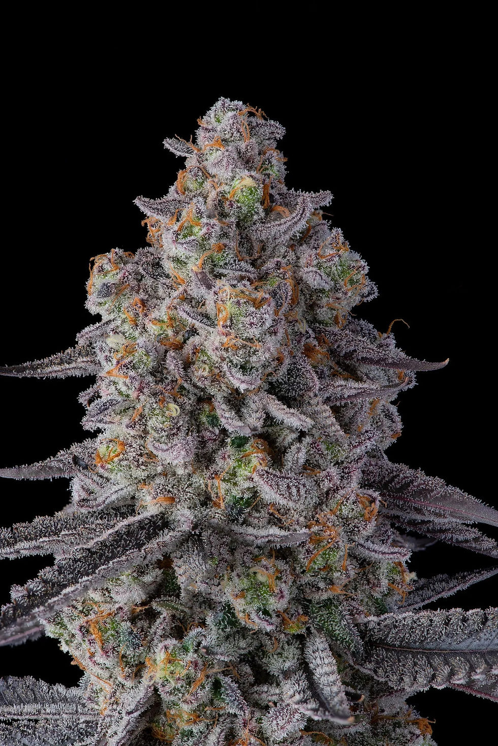 Thumbnail: Glitter Bomb (Compound Genetics)
