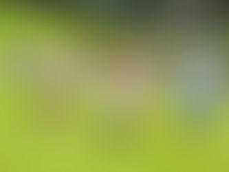 今日のみどりトピックス