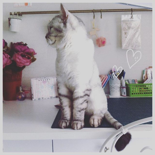 #доброеутро #goodmorning #семен #кот #помощник #саратов #пионы #яфотограф
