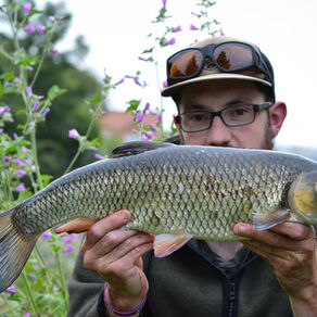 Freelining For Chub