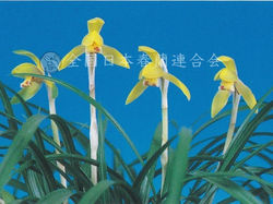 松の光 matsunohikari