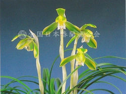 玉垂冠 Gyokusuikan