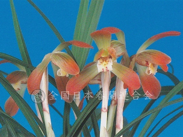 暁光 Gyoukou