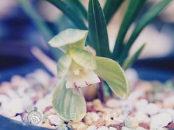 錦手毬　　Kintemari