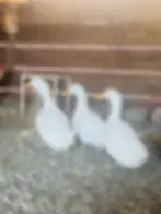 Thumbnail: Two Dozen Organic Free-range Large Duck Eggs