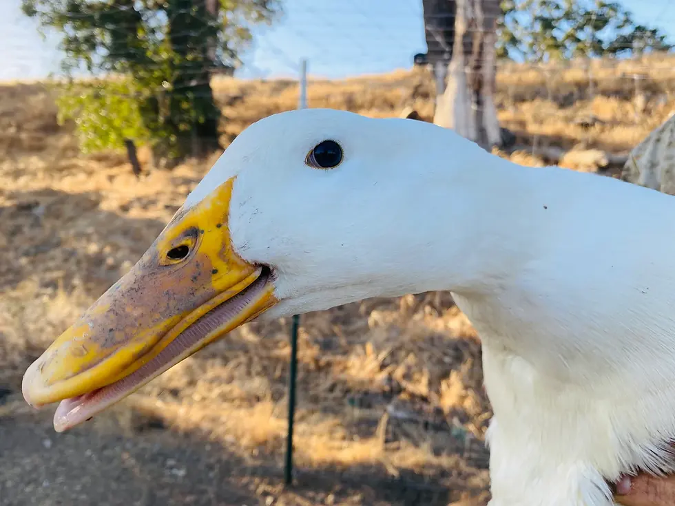 Thumbnail: Half Dozen Organic Free-range Large Duck Eggs