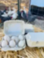 Thumbnail: Two Dozen Organic Free-range Large Duck Eggs
