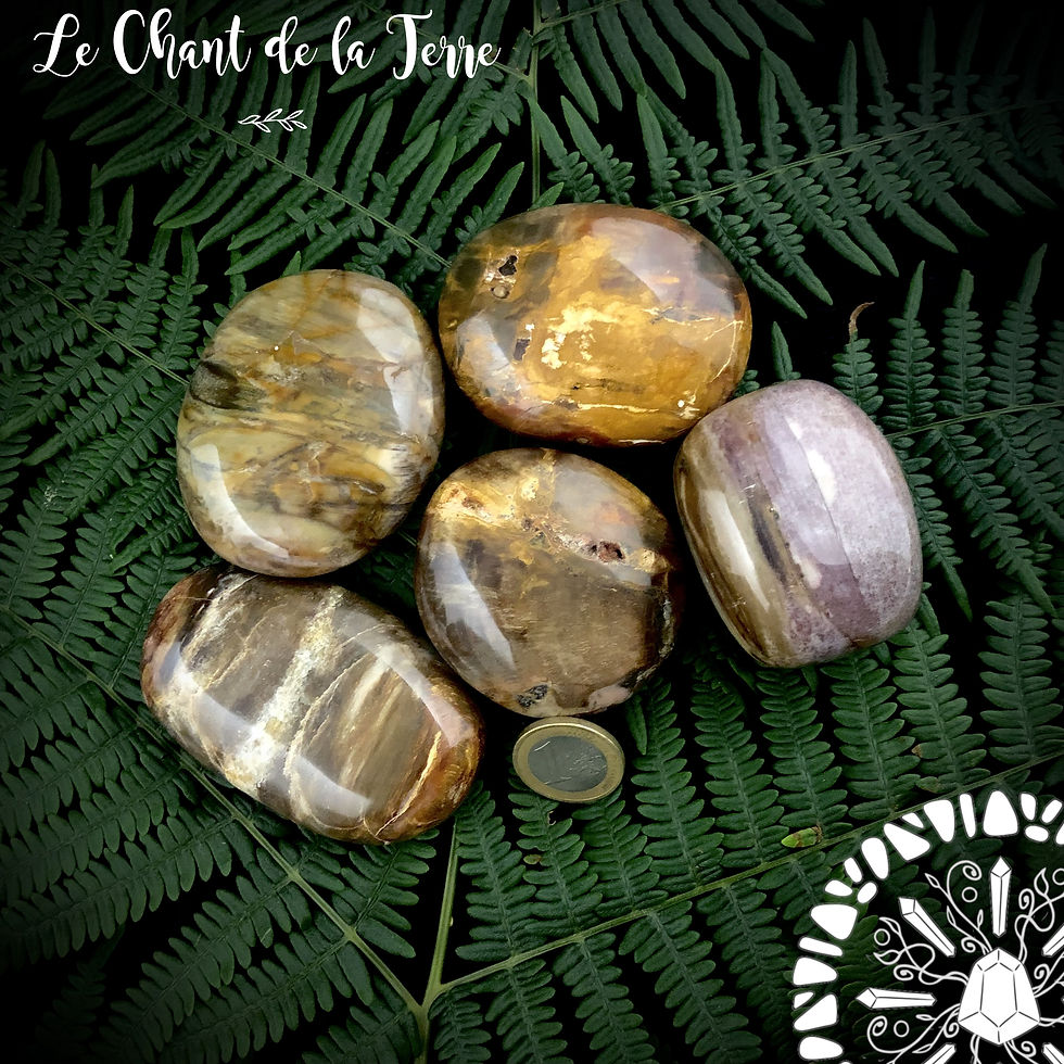 Miniature : Bois fossilisé