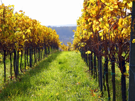 a vineyard showing the first signs of autumnal colours in the leaves