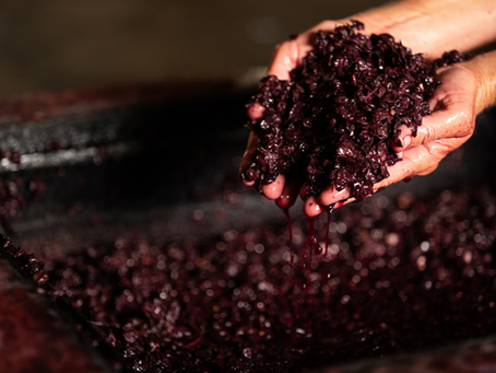 a pair of hands holding recently processed red grapes