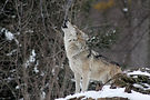 wolf-howling-animal-1992716 (1).jpg