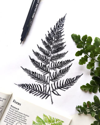 Stipple illustration of Bracken Fern