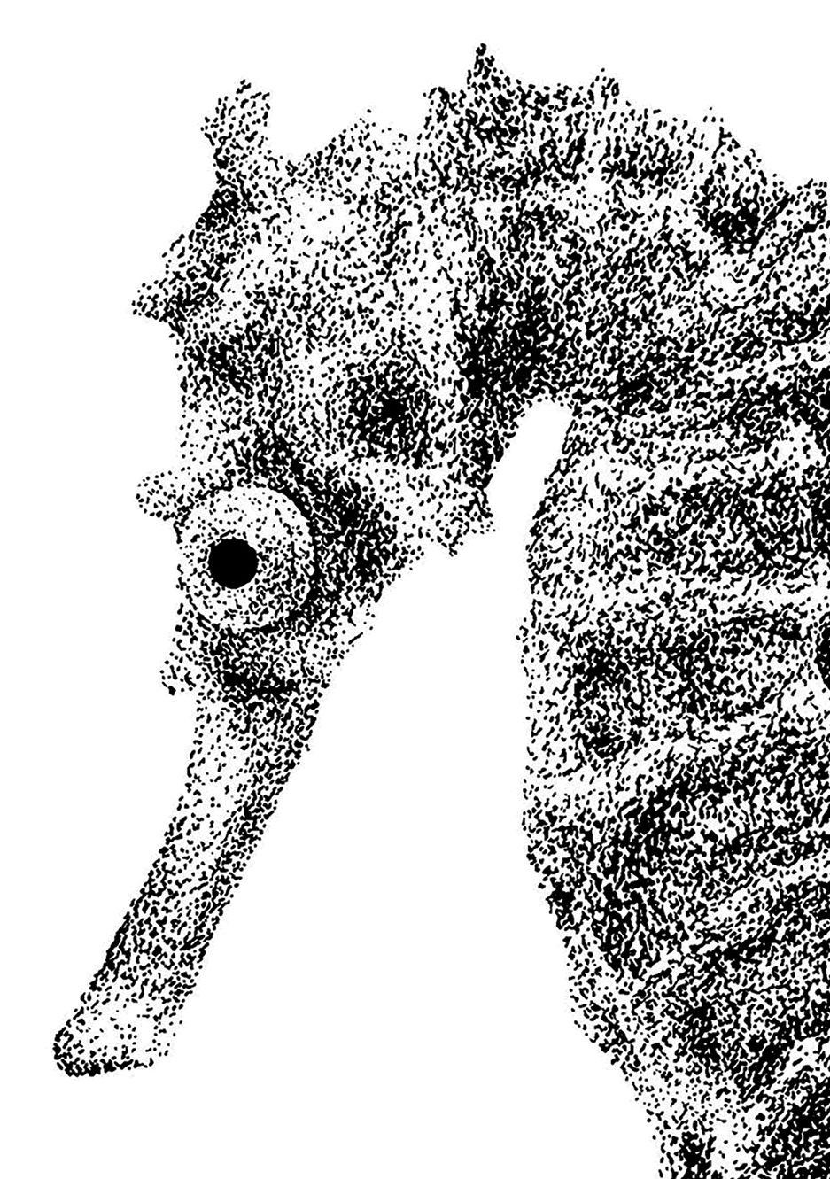 Thumbnail: Seahorse Dotwork Art Print