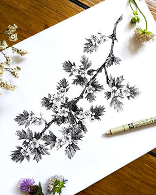 Hand drawn stipple Hawthorn illustration