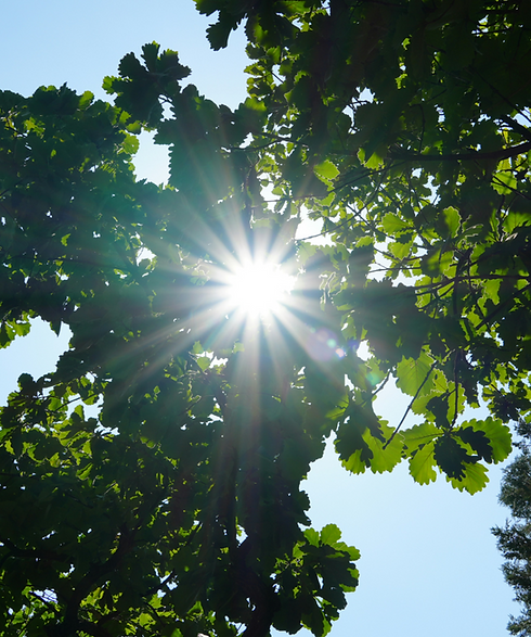 Sun shining through the trees. Solar Energy 2energy Solar