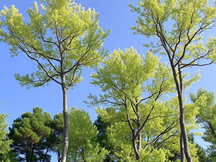 trees with leaves in a variety of sdhades of green from light green to dark green