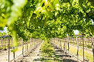 LION RAISINS _ WEBSITE-57.jpg