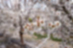Almond bloom in the Central Valley