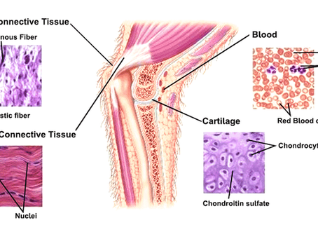 How massage heals connective tissue for pain-free living