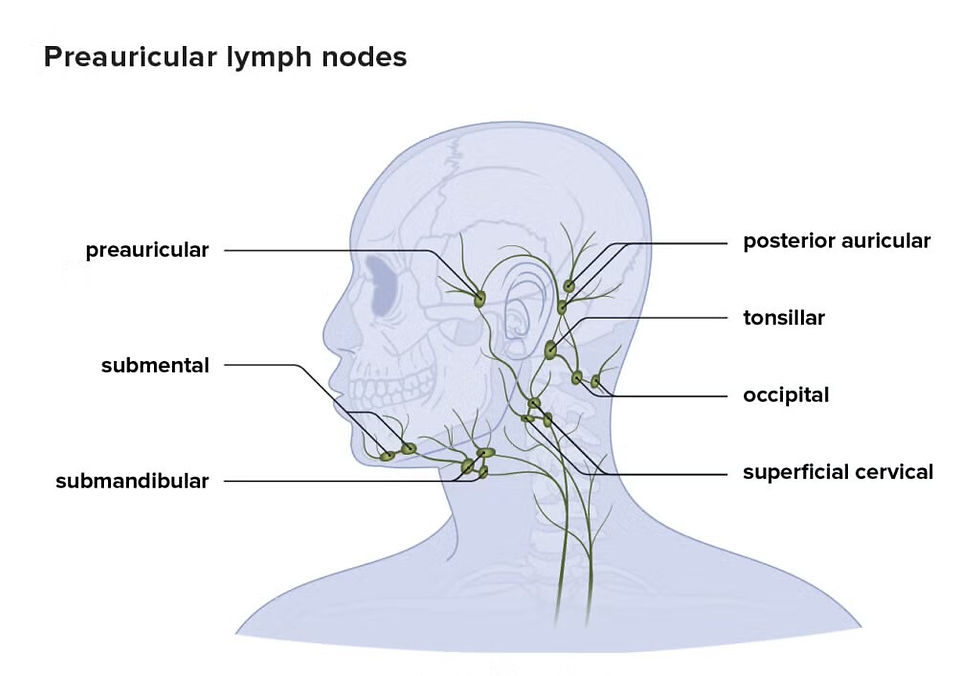 Diagram of the head and neck lymph nodes, labeled: preauricular, submental, submandibular, posterior auricular, tonsillar, occipital, superficial cervical.