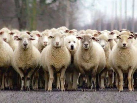 The Parable of the Sheep and the Goats Is Not a Parable -- it's what's going to happen when Jesus returns; a study of Matthew 25:31-46