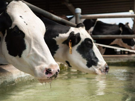 Best Milk in the World? Puerto Rico