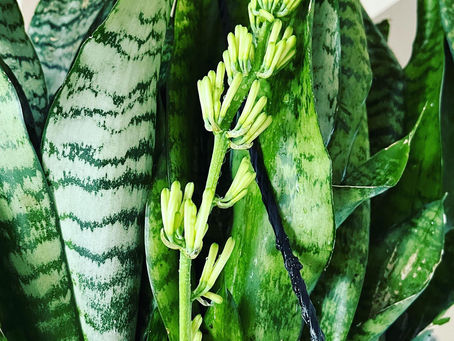 Oh my goodness! Our snake plant has sprouted flowers.