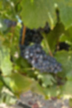 Thumbnail: Red wine, vintage 2023
