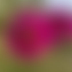 Achtsam im Herbst mit Frederick, der kleinen Maus